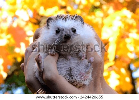 Hedgehog. Little cute baby who live in home. 