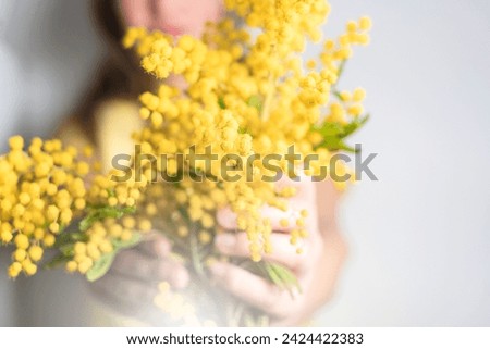 Soft focus close-up hand of young girl or woman holds yellow brunch of mimosa flowers. 8 march women's day concept. Royalty-Free Stock Photo #2424422383