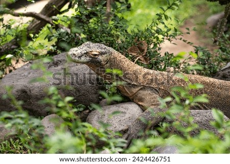 Komodo dragon is on the ground. Interesting perspective. The low point shooting. Indonesia.