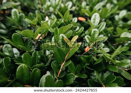 the green leaves of the bushes