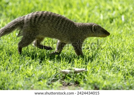 gray striped mongooses in green grass in natural conditions on a sunny day in Kenya