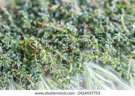 Close up picture of rosemary herb leaves 