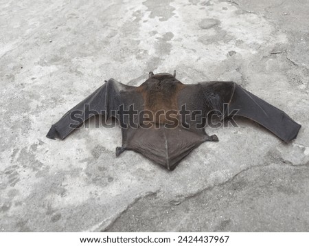 A close up of the small bat. Isolated working path Bats that fell on the street The bat lies on the asphalt. A mouse with black wings fell to the ground  off white background  Royalty-Free Stock Photo #2424437967