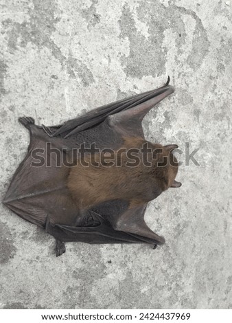A close up of the small bat. Isolated working path Bats that fell on the street The bat lies on the asphalt. A mouse with black wings fell to the ground  off white background  Royalty-Free Stock Photo #2424437969