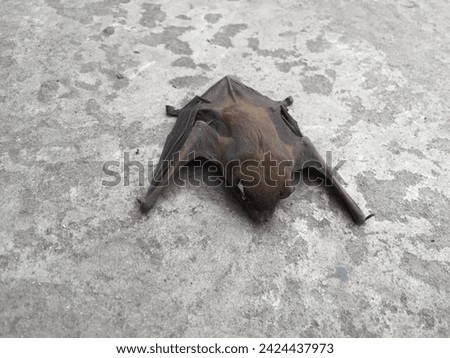 A close up of the small bat. Isolated working path Bats that fell on the street The bat lies on the asphalt. A mouse with black wings fell to the ground  off white background  Royalty-Free Stock Photo #2424437973
