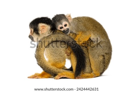 Side view of mother and baby Black-capped squirrel monkey on its back, Saimiri boliviensis Royalty-Free Stock Photo #2424442631
