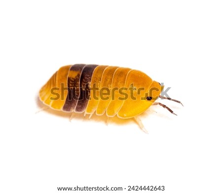 Woodlouse Amber ducky Cubaris specie, , isolated on white