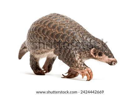 ten months old pangopup, Chinese pangolins, Manis pentadactyla, isolated on white
