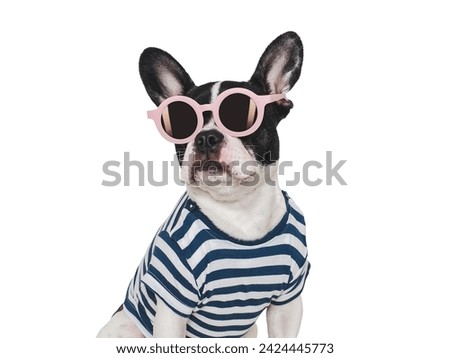 Cute puppy, stylish T-shirt and sunglasses. Isolated background. Closeup, indoors. Studio shot. Day light. Beauty and fashion. Concept of care, education, training and raising pets