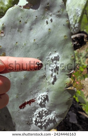 Cochineal (Dactylopius coccus) on the leaf of an Opunitie (Opuntia), Gran Canaria, Canary Islands, Spain.