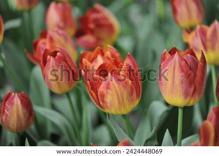 Red and yellow Triumph tulips (Tulipa) Disaronno bloom in a garden in April