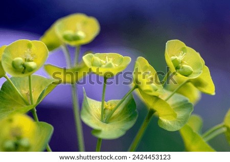 Detail of euphorbia flowers (Euphorbia sp) Royalty-Free Stock Photo #2424453123