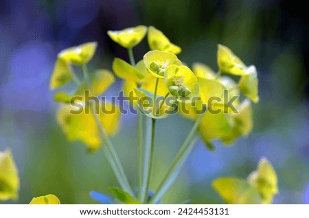 Detail of euphorbia flowers (Euphorbia sp) Royalty-Free Stock Photo #2424453131