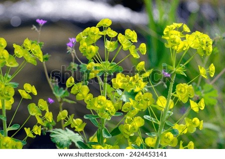 Detail of euphorbia flowers (Euphorbia sp) Royalty-Free Stock Photo #2424453141