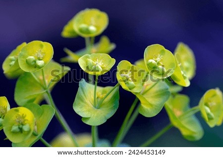 Detail of euphorbia flowers (Euphorbia sp) Royalty-Free Stock Photo #2424453149
