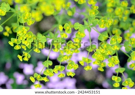 Detail of euphorbia flowers (Euphorbia sp) Royalty-Free Stock Photo #2424453151