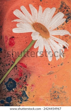 Chamomile flowers- spring mood. Photography- clip art. Home decor - springtime.