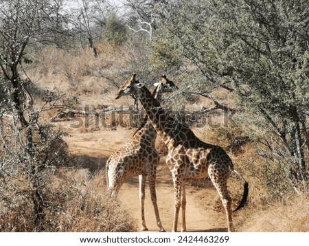 Two giraffes interlocking necks with on another in the bush