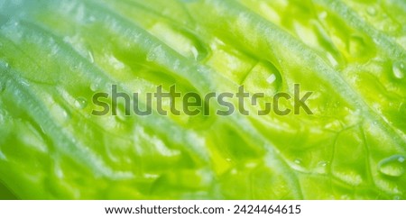 Close-up of wet green leaves seen deep down. Closeup Fresh organic green leaves salad plant Royalty-Free Stock Photo #2424464615