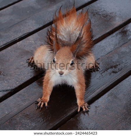 funny squirrel in winter park