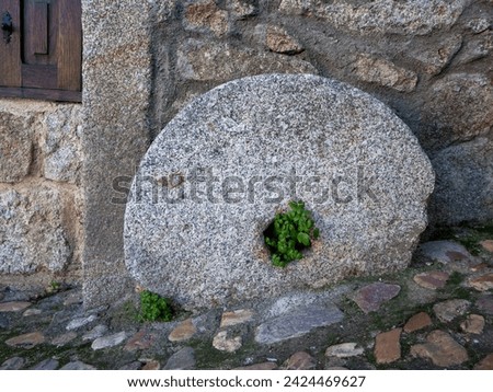 Beautiful image of life emerging from the center of a stone wheel