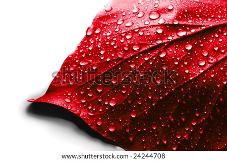 Valentine day symbol - Water Drops on Red Plant Leaf