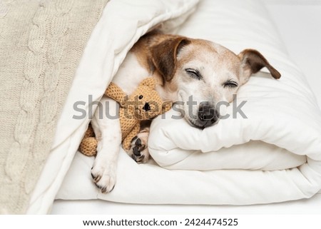 sweet dreams. Sleeping dog face with closed eyes cuddling with bear toy. dog Jack Russell terrier under comfortable white bed covered with blanket and beige plaid. Cozy cute resting pet at home.  Royalty-Free Stock Photo #2424474525