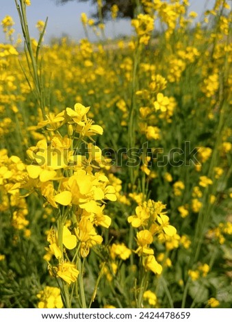 beautiful mustard flower picture for wallpaper theme 