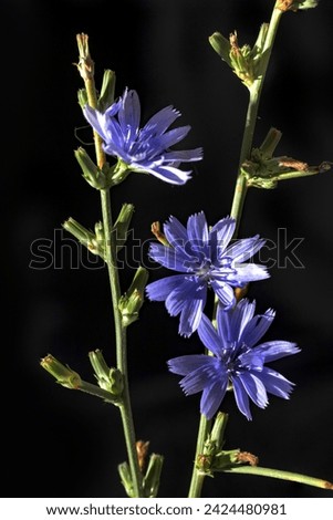 Cichorium intybus in summer time. Madrid. Spain. Royalty-Free Stock Photo #2424480981