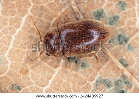 Lasioderma serricorne commonly known as the cigarette beetle, cigar beetle, or tobacco beetle is pest of tobacco dried herbs and many of others stored