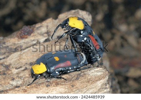 Scarab fruit beetle, Pachnoda iskuulka (Scarabaeidae). A beautiful beetle often bred by passionate hobbyists in terrariums. Insects during copulation. Royalty-Free Stock Photo #2424485939