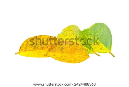 colorful leaves falling from trees  on white background,isolated