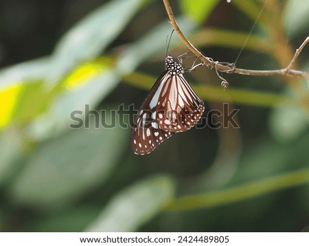 The close-up picture of a brown striped butterfly on a bright sunny day.