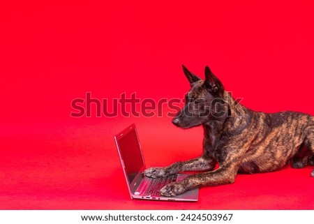 Funny dutch shepherd dog lying in front of laptop and looking with interest at screen in studio