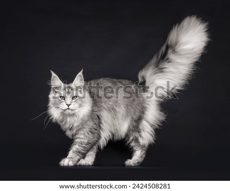 Impressive silver Maine Coon cat, walking side ways. Looking straight to camera. Enormous tail fierce up in air. Isolated on a black background. Royalty-Free Stock Photo #2424508281