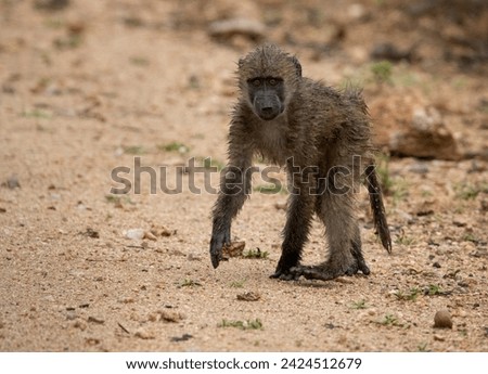 Wet, small baboon in the Kruger National Park on a rainy day
