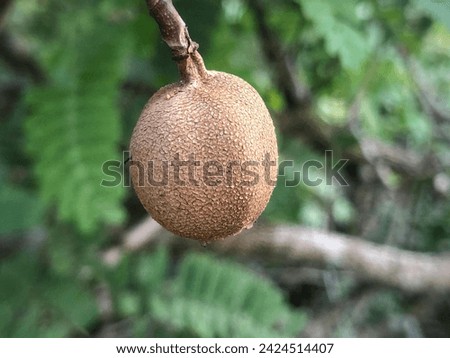 Tamarind Fruit Hanging Down from Its Tree.
