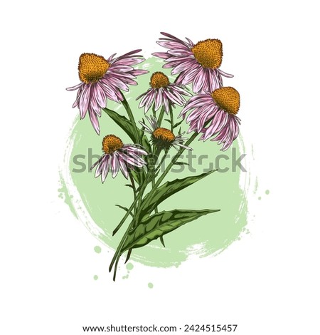 Composition of echinacea flowers. Hand drawn vector illustration with detailed flowers and leaves on a round green background for design elements in cosmetology and folk medicine. Royalty-Free Stock Photo #2424515457