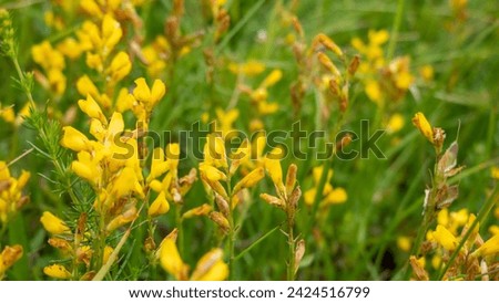 Wildflowers in a serbian national park Royalty-Free Stock Photo #2424516799