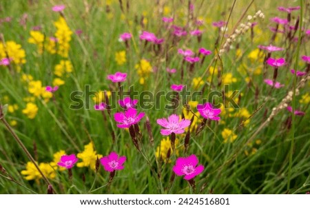 Wildflowers in a serbian national park Royalty-Free Stock Photo #2424516801