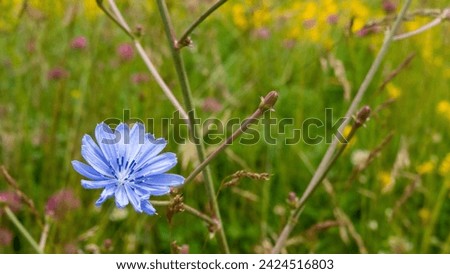 Wildflowers in a serbian national park Royalty-Free Stock Photo #2424516803