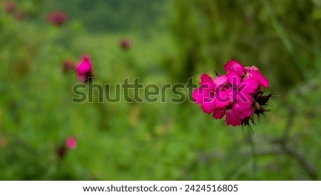 Wildflowers in a serbian national park Royalty-Free Stock Photo #2424516805