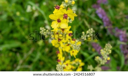 Wildflowers in a serbian national park Royalty-Free Stock Photo #2424516807