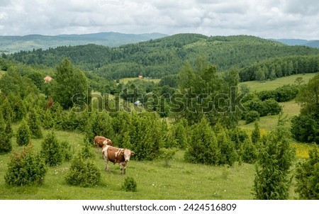 Cows in a serbian national park Royalty-Free Stock Photo #2424516809