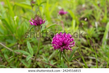 Wildflowers in a serbian national park Royalty-Free Stock Photo #2424516815