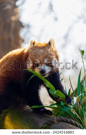 Red panda with its paw round the stems of bamboo and ready to eat.