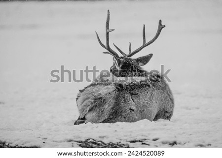 male bull elk resting in the snow in black and white