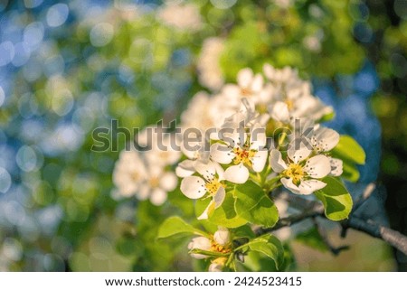 Fresh green scene of blooming branch of apple tree. Tiny white flower winding in boatanical garden at April. Wonderful spring picture with nice bokeh. Beauty of nature concept background.
