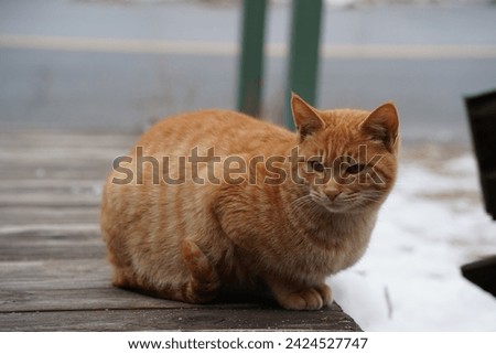 stray cat with yellow stripes