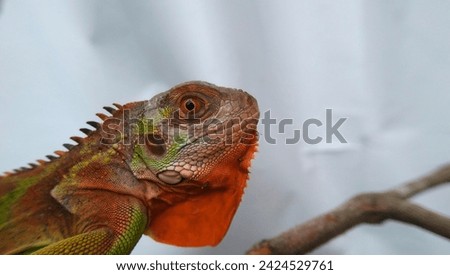 Close up photo of a red baby iguana on a tree branch